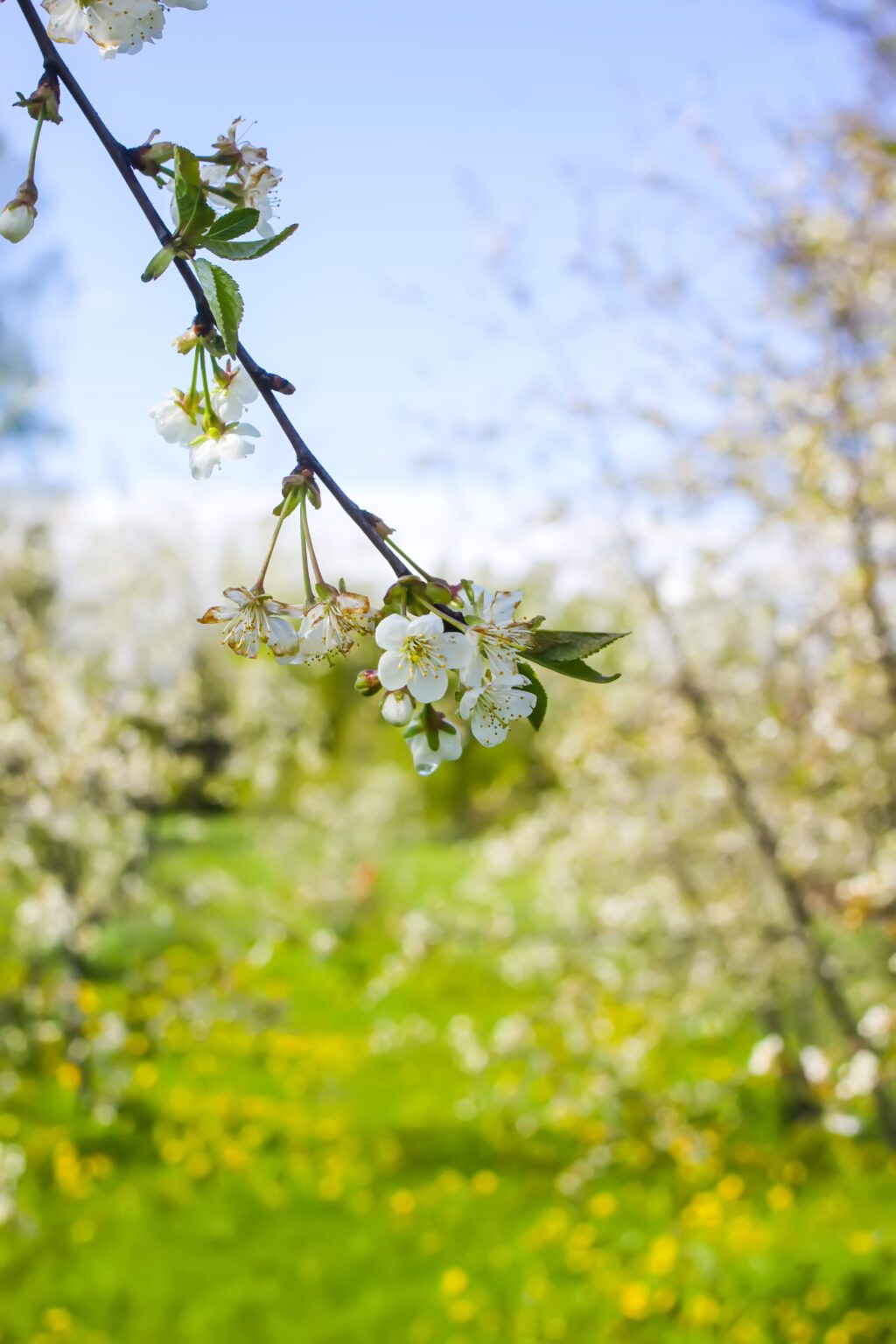 cerisier en fleurs